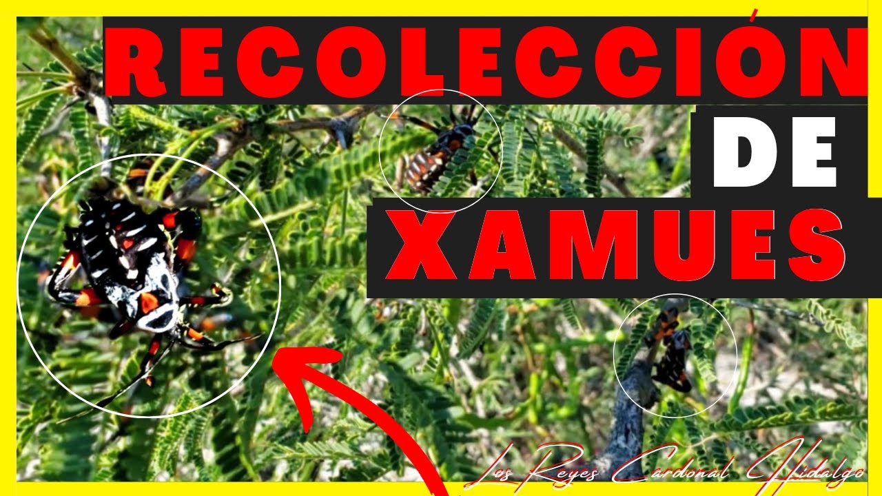 RECOLECTANDO XAMUES - TANTARRIAS | RICOS INSECTOS EXÓTICOS