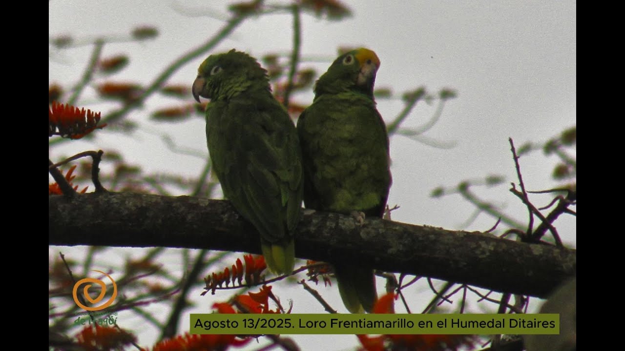 13.08/2025 Pareja loros frentiamarillo en el Humedal Ditaires