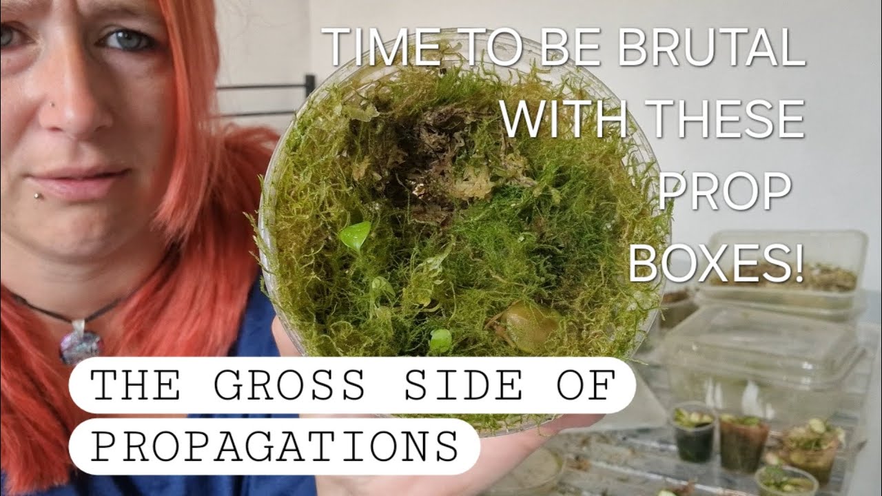 Help Me Clear Some PROP BOXES and Stop Hoarding Plants! pt1