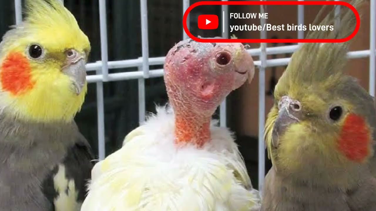 Natural Treatment for All Birds Diseases || Best Birds Lovers