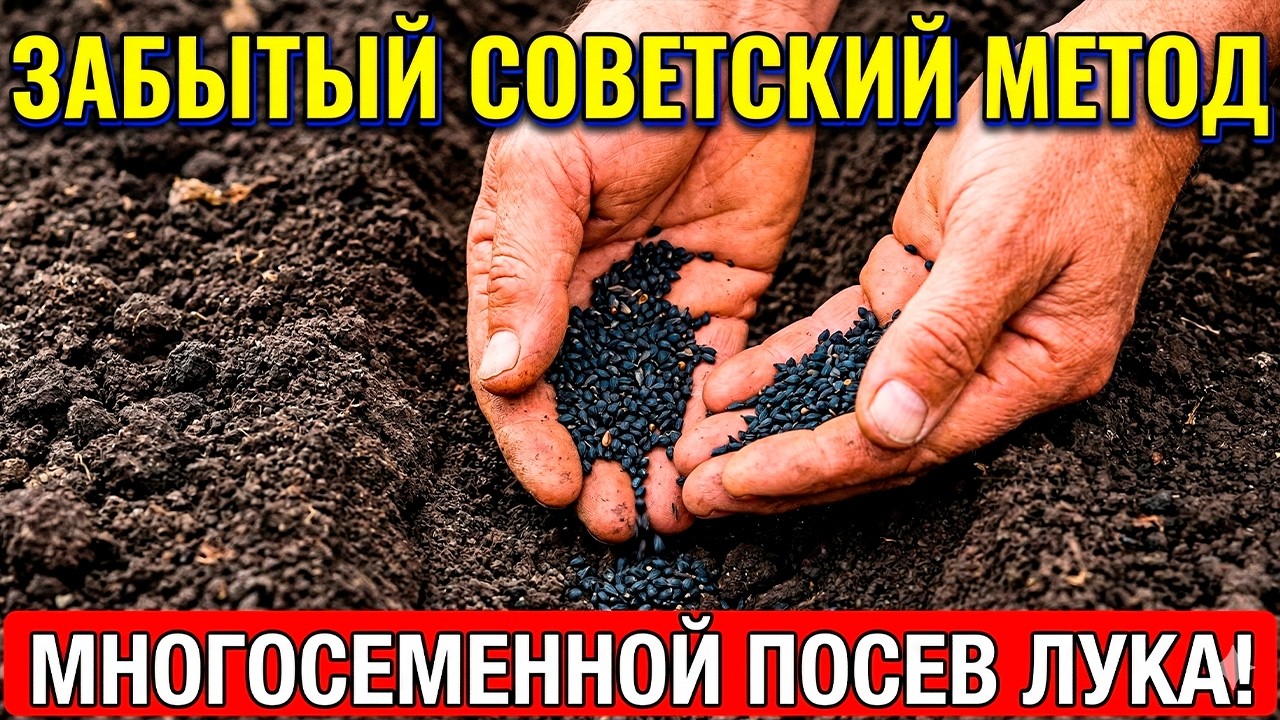 Многосеменной Посев Лука: Советский Секрет, Стёртый из Учебников