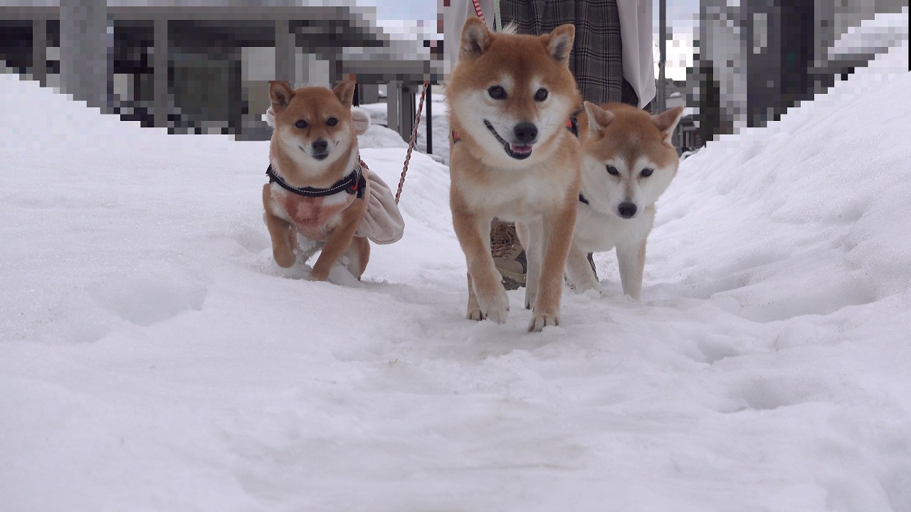 親孝行で実家の柴犬と散歩した結果…雪道で思わぬ事態に