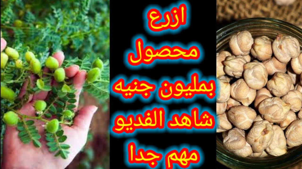 ازرع محصول بمليون جنيه وتنجح زراعته في الاراضي الطينيه الثقيله والخفيفه ازرع حمص الشام شاهدالفديو