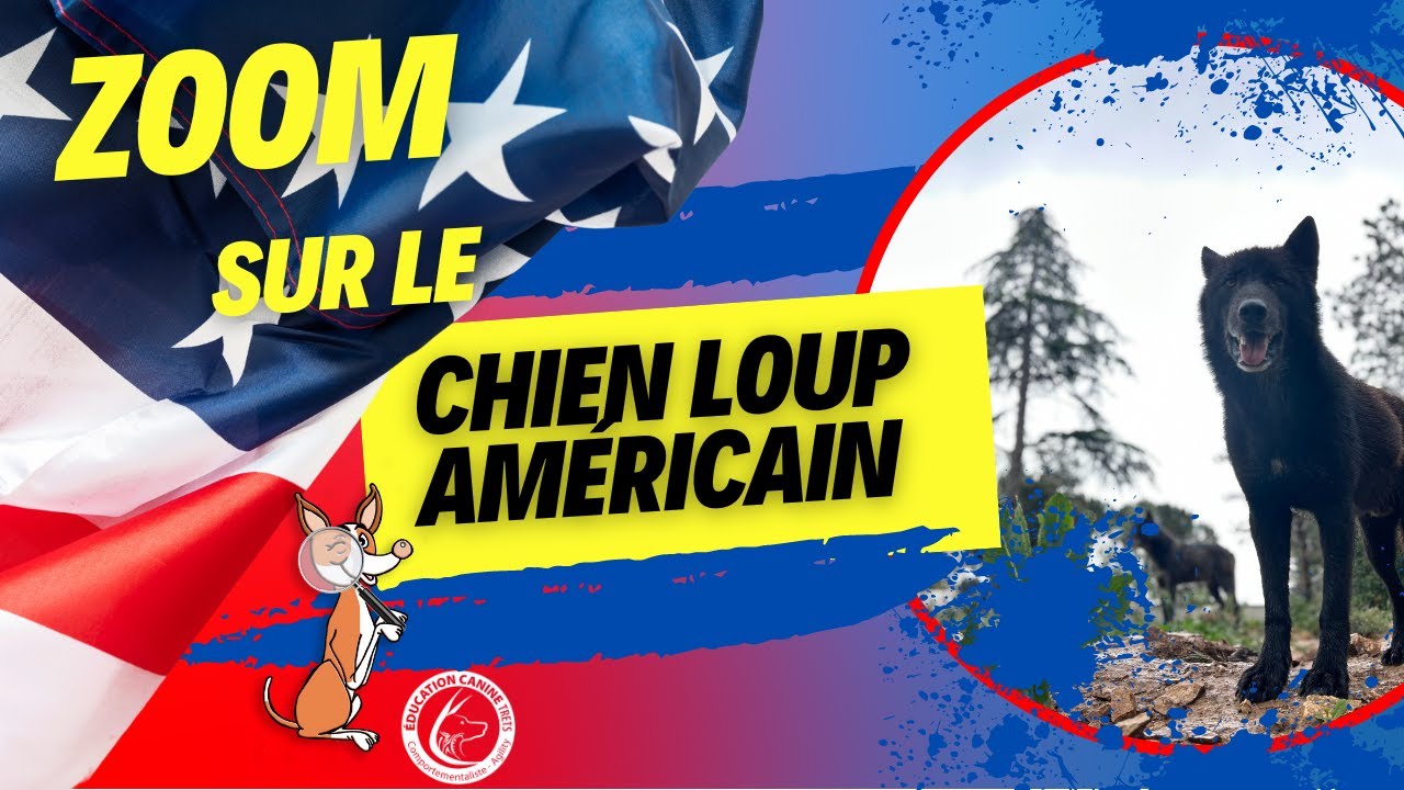 TOUT SAVOIR SUR LE CHIEN LOUP AMÉRICAIN