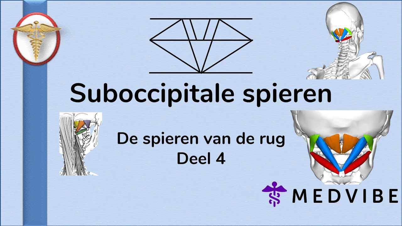 De Rug les 15: De spieren van de rug deel 4