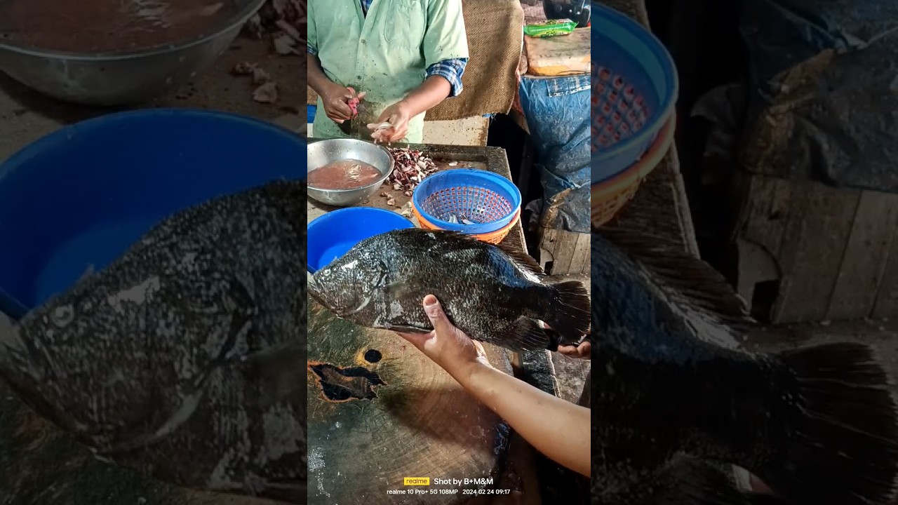 freshwater black snapper fish cutting skills #plz_subscribe_my_channel