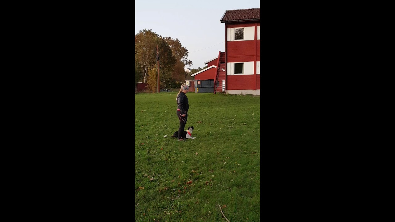 Tinka 8months obedience/bronsemerket