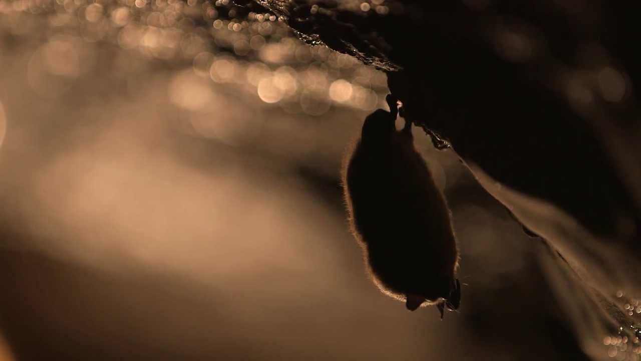 Little Brown Bat (30 seconds)
