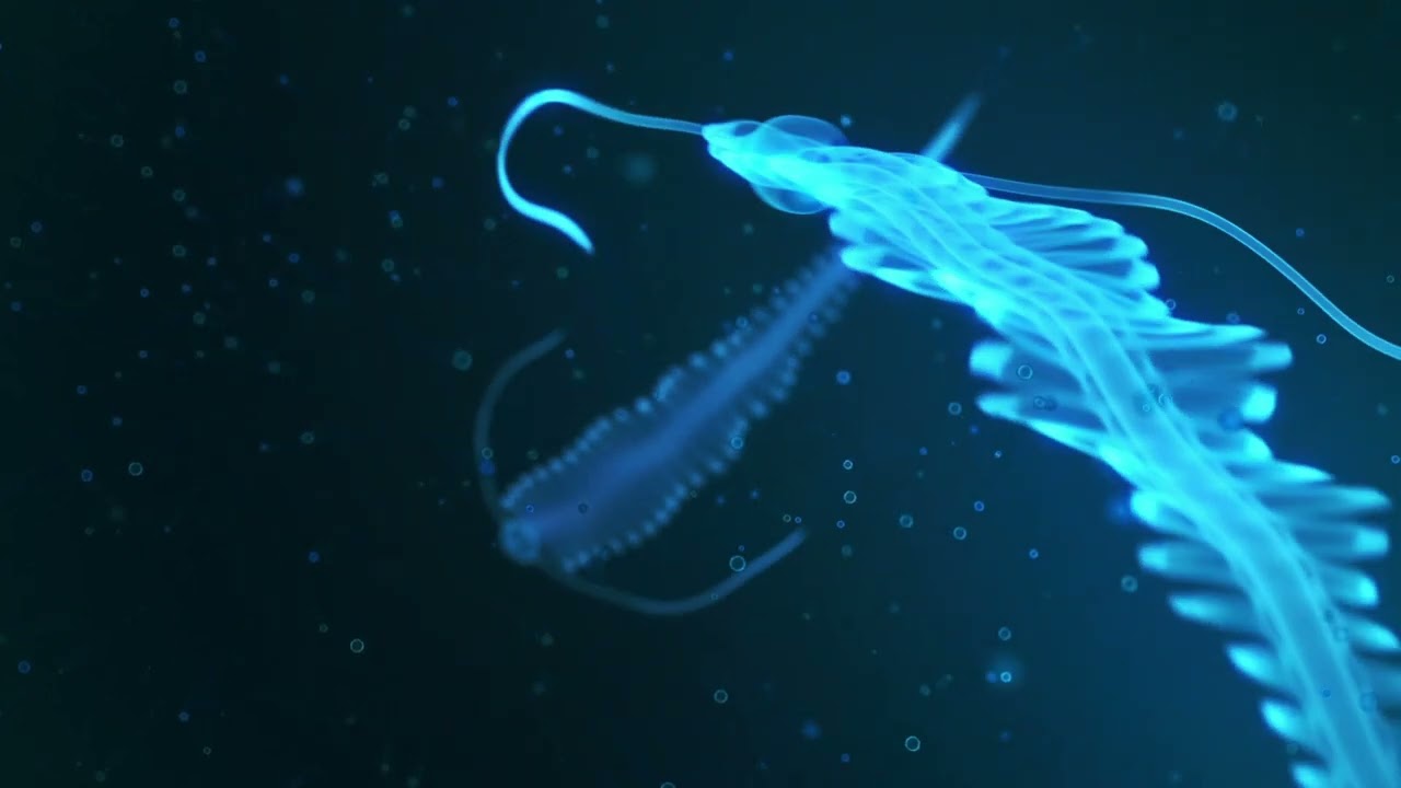 Journey Under the Sea (Narrated)