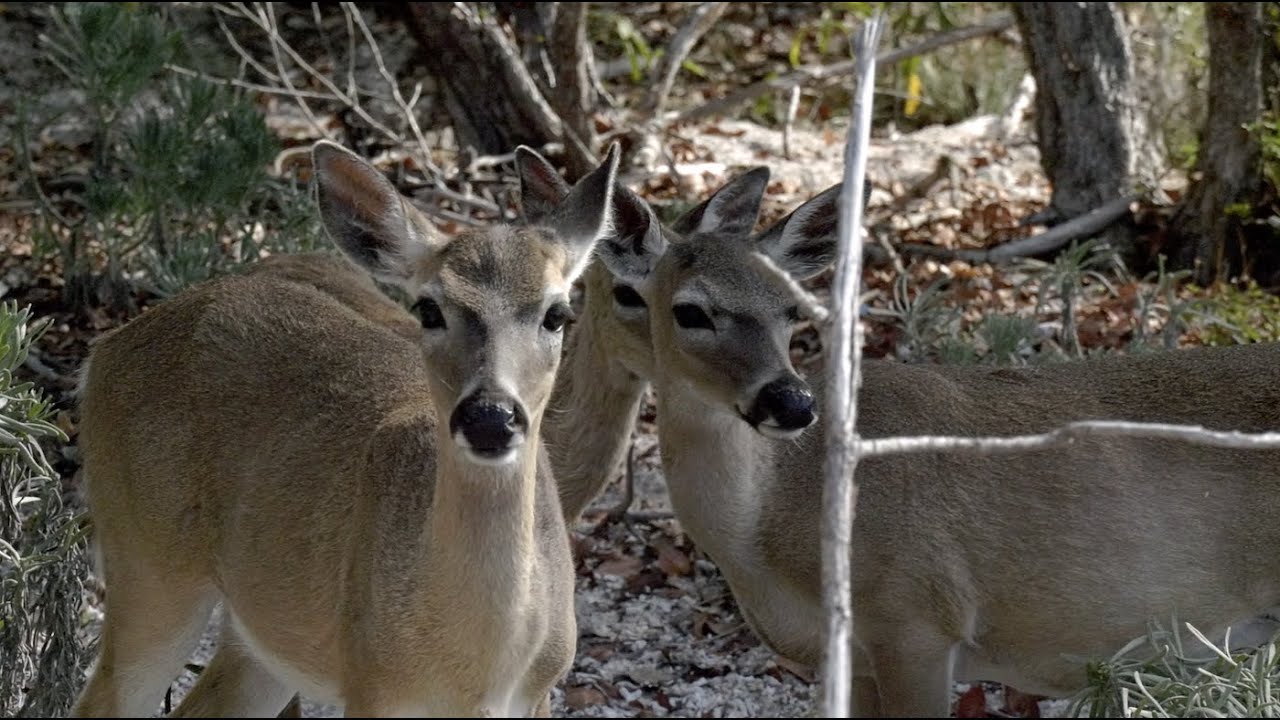 The Miraculous Deer of Florida Keys