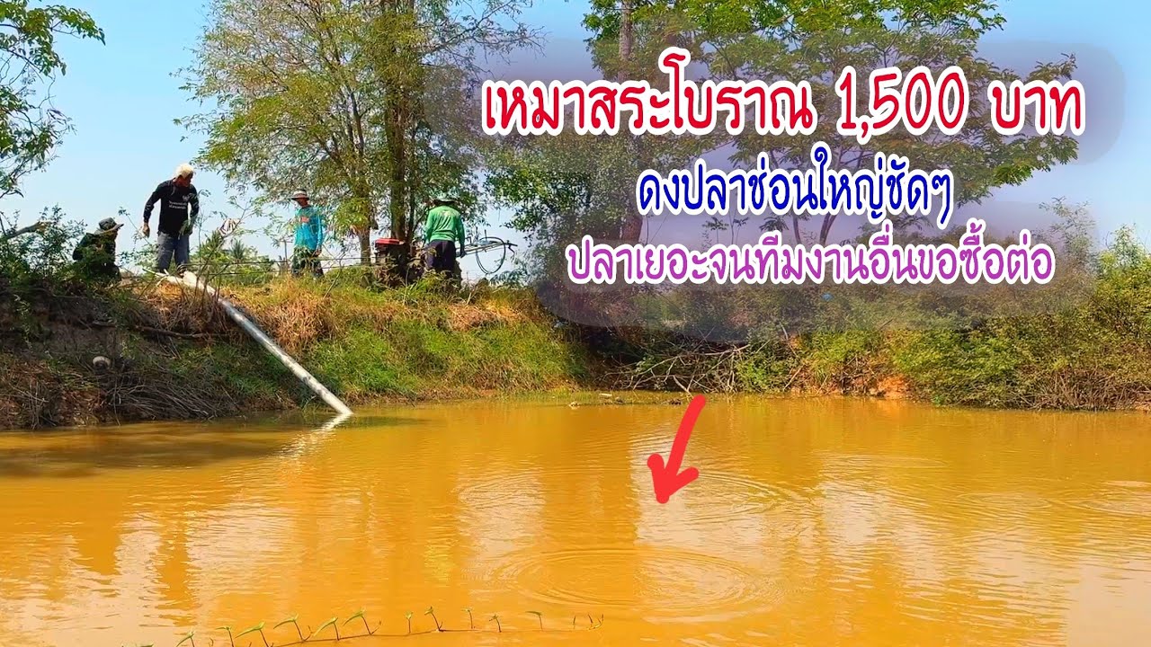 เหมาสระโบราณราคา 1,500฿ ดงปลาช่อนยักษ์จัมโบ้ ปลาเยอะมากจนทีมงานอื่นขอซื้อต่อ