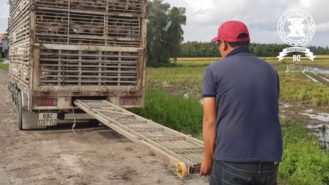Miles de patos son criados para ayudar a controlar plagas en cultivos de forma ecológica