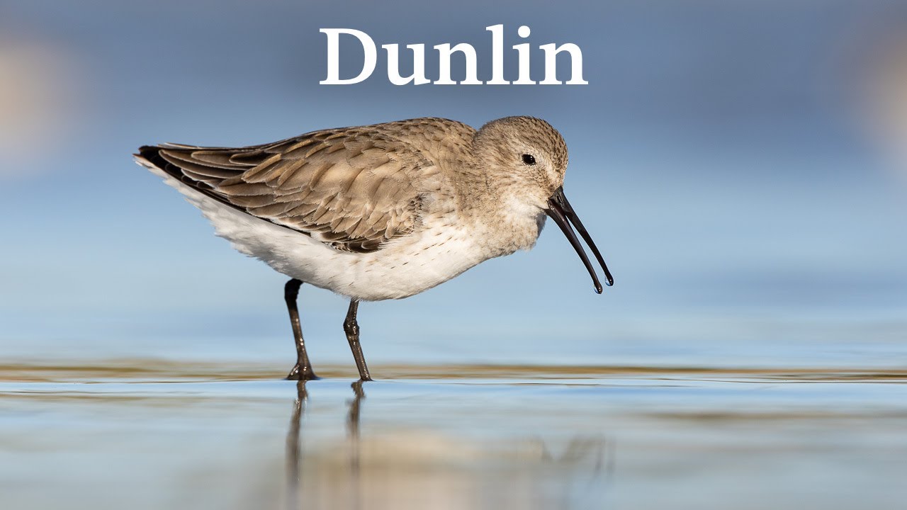 Dunlin - Myakka River Sate Park, Sarasota, Florida (Bird Photography)