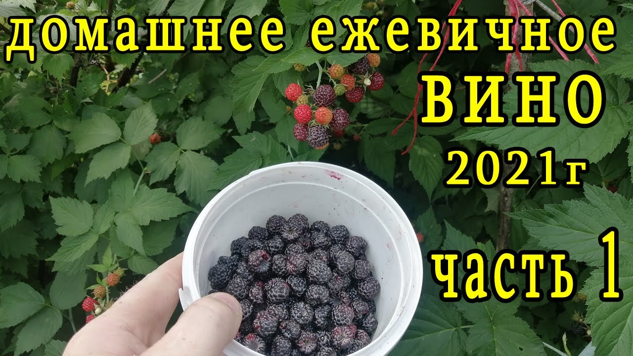 домашнее ежевичное вино  часть1 дрожжи лалвин