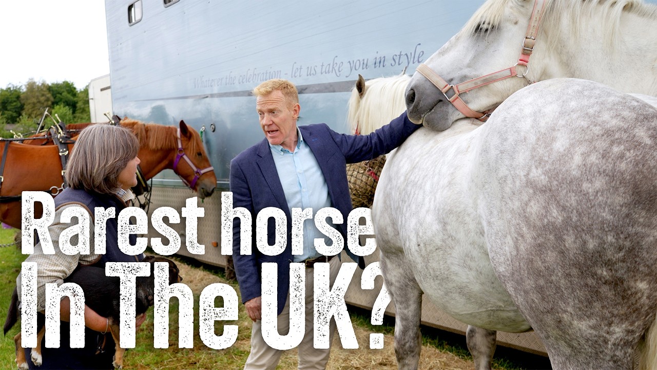 I Knew Nothing About This Heavy Horse!