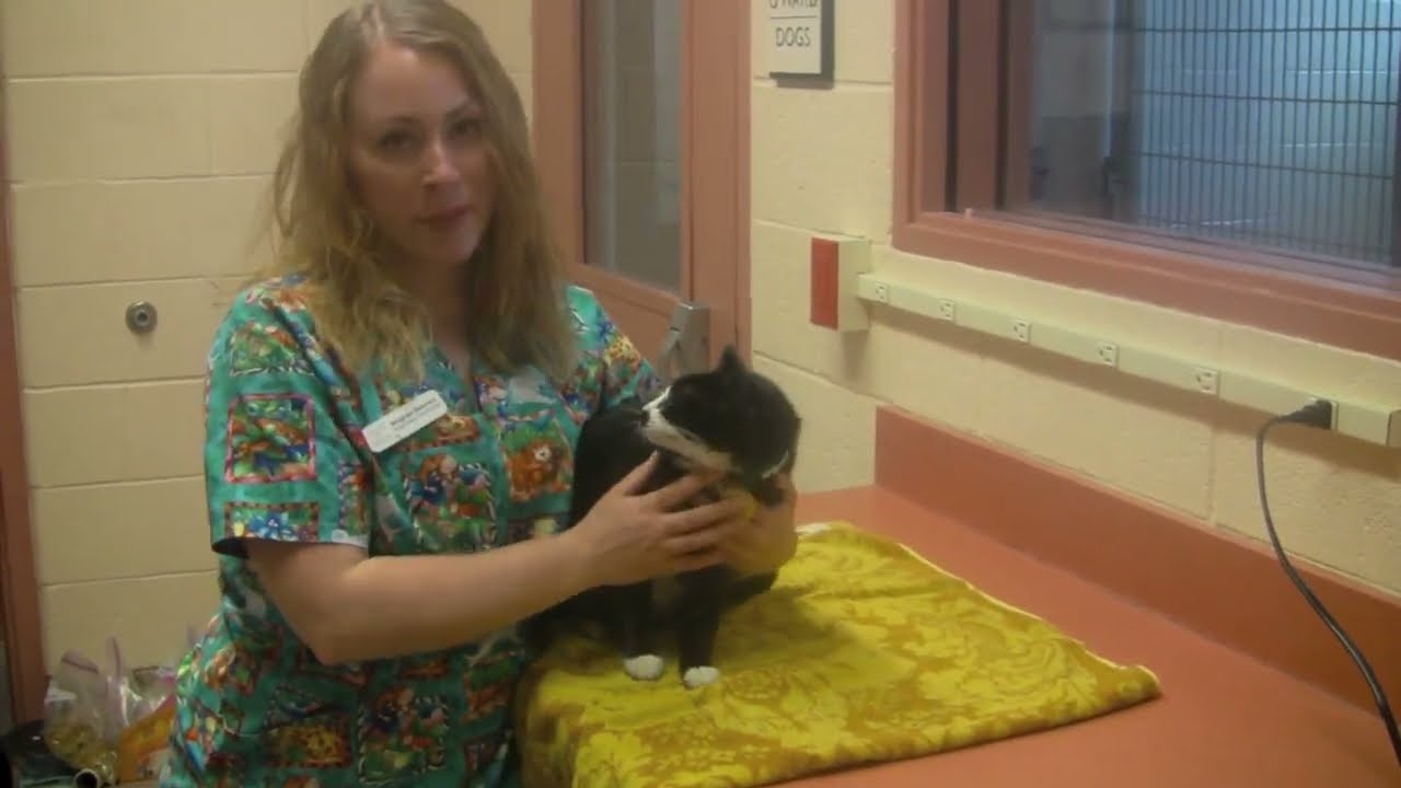 Cats: Giving Liquid Medication