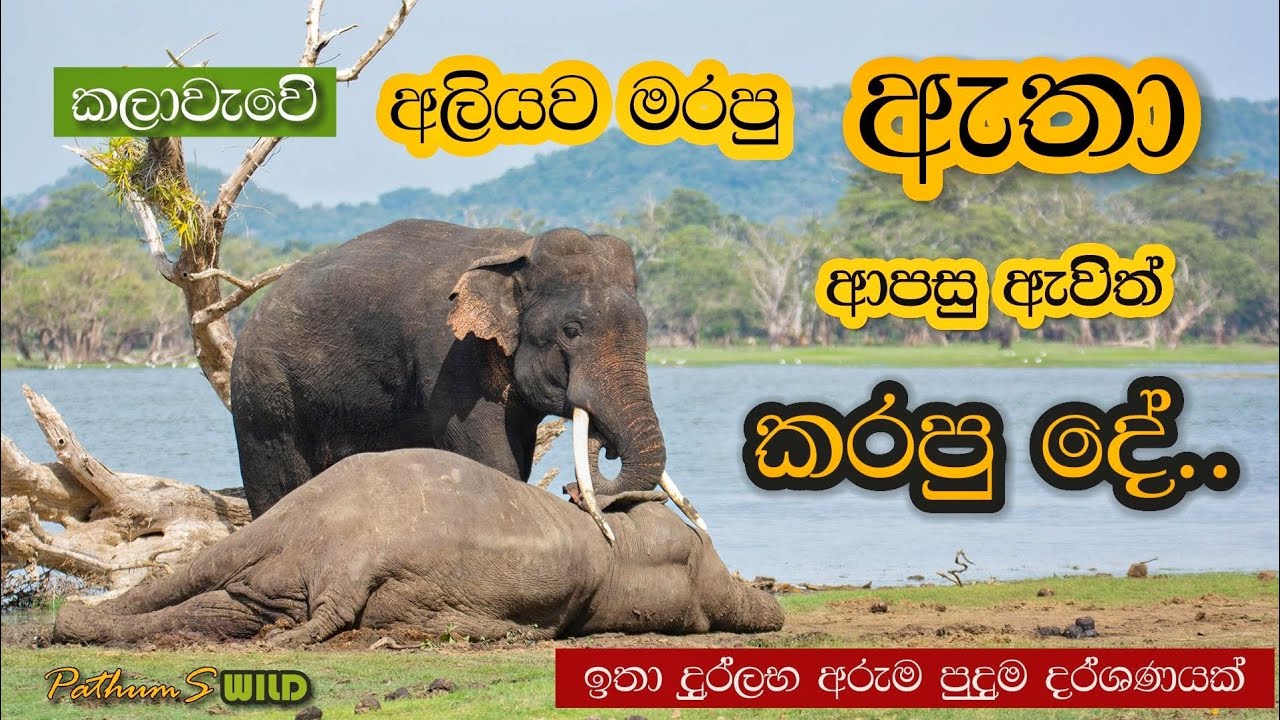 කලාවැවේ අලියව මරපු ඇතාගෙ අමුතු හැසිරීම | Unbelievable Behavior of the Tusker who Killed an Elephant