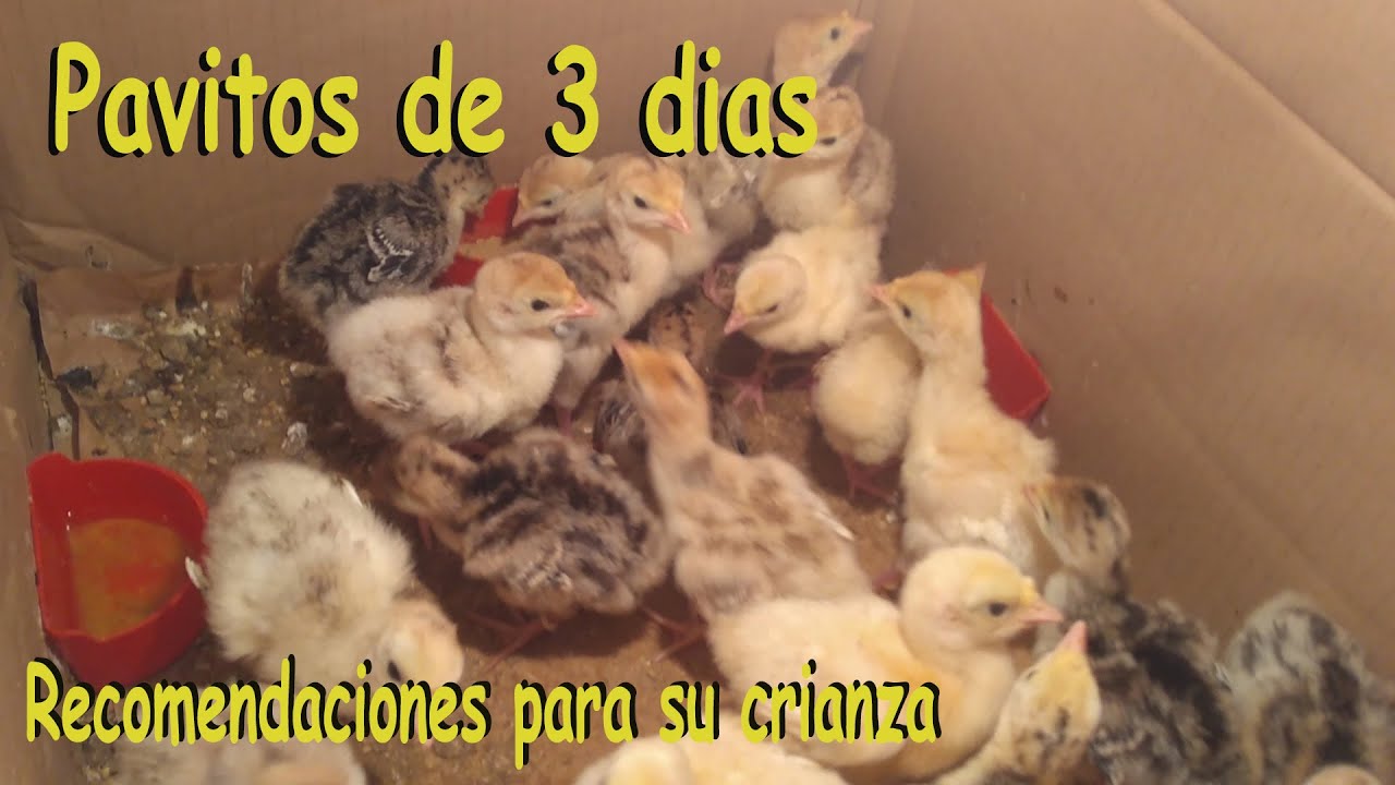 PAVITOS DE 3 DIAS DE NACIDOS consejos y recomendaciones