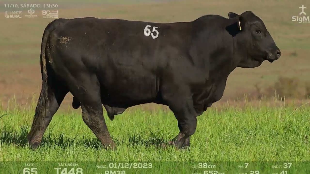 LOTE 65  T448
