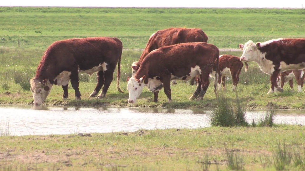 SchotseHooglanders.nl bedrijfsfilm 2015