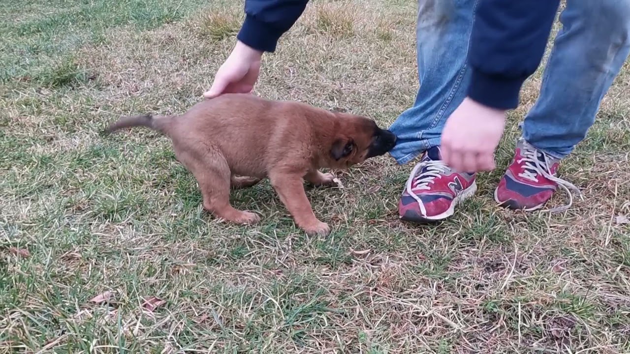 Ragnar - 7 tygodniowy Owczarek Belgijski Malinois #szczeniak #puppy #malinois