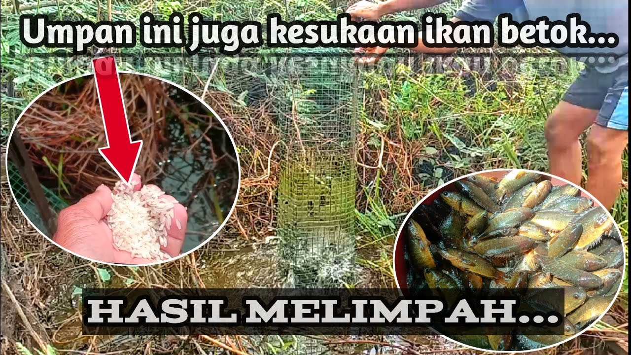 UMPAN JITU BUBU IKAN BETOK SELAIN PADI #IKANBETOK #FISHTRAP #AMAZINGFISHINGTECHNIQUES
