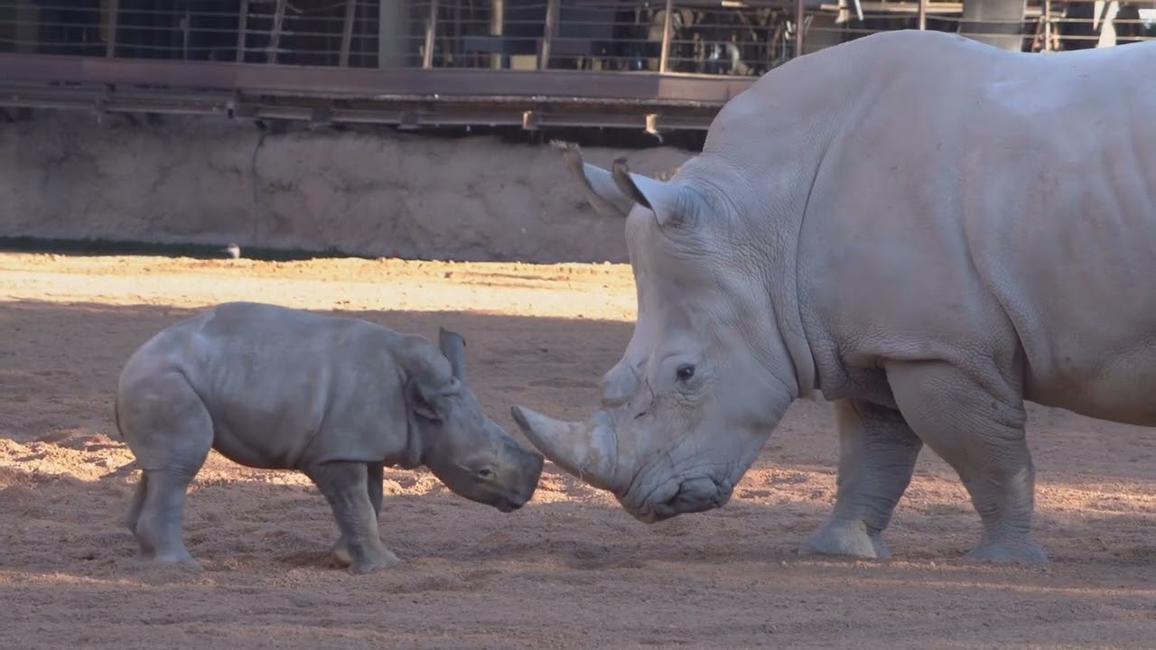 Kairu, la cría de rinoceronte de BIOPARC Valencia, inicia su integración con el grupo en la sabana