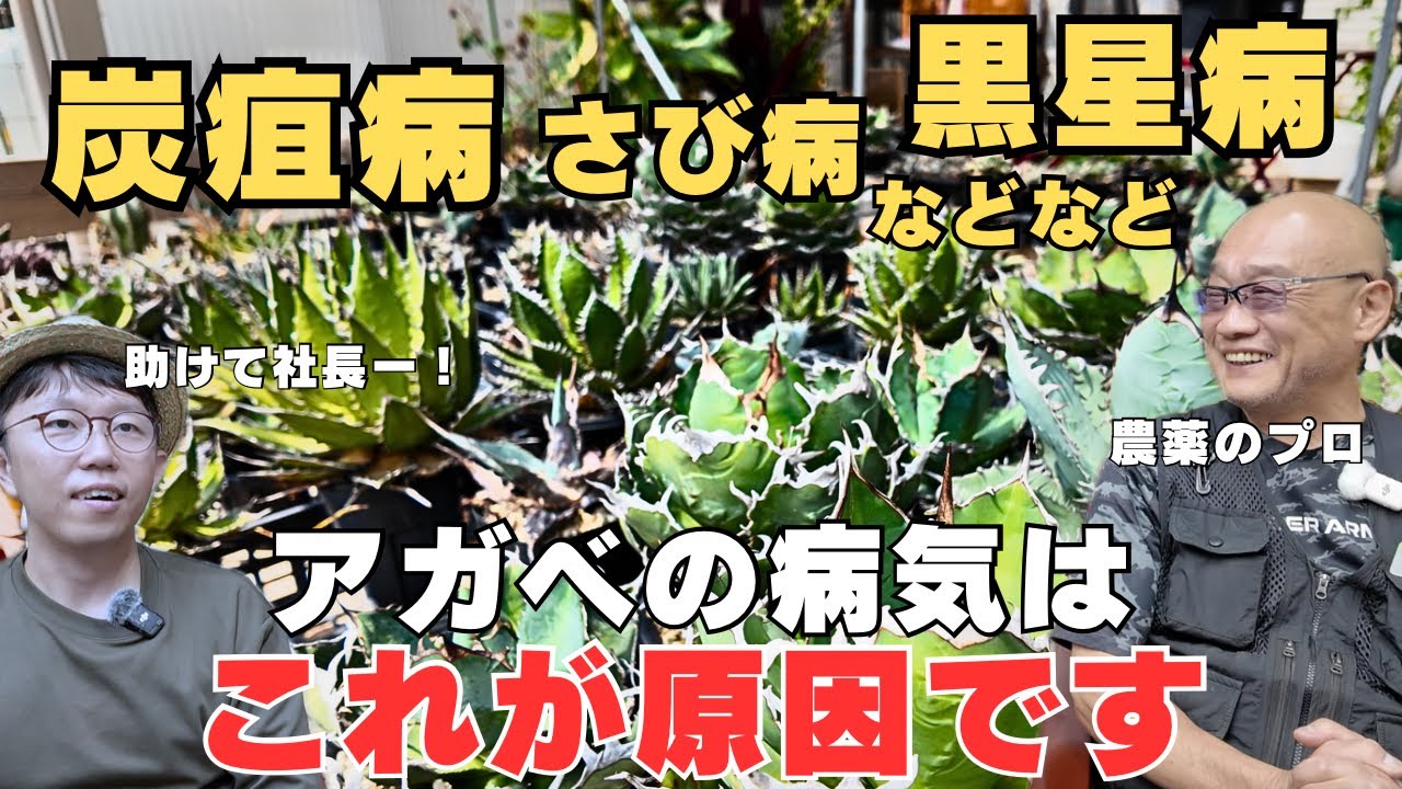【アガベの病気】炭疽病、サビ病、黒点病など原因と対策を徹底解説　アグリまSHOW