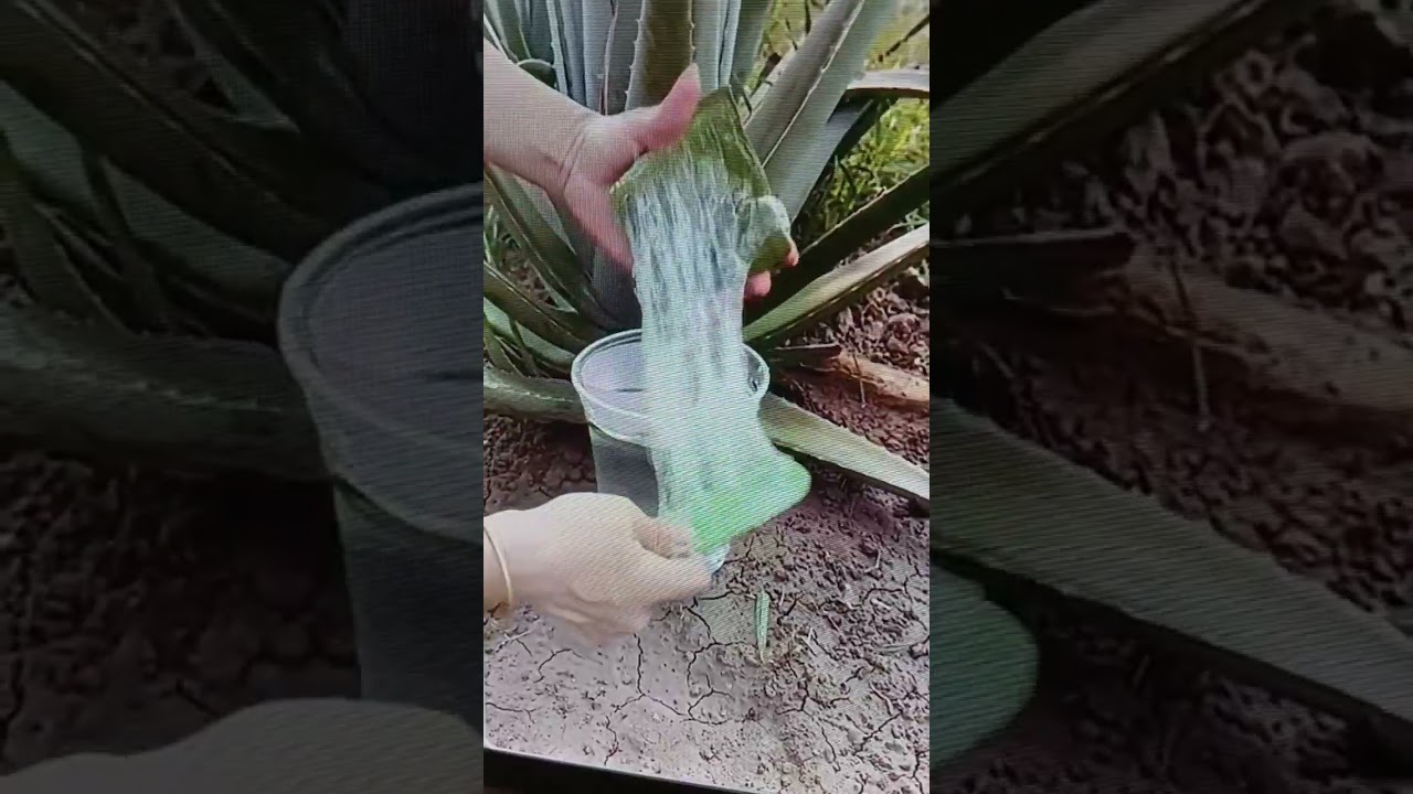 Organic Aloe Vera Farming #villagelife #aloevera #farming #agriculture