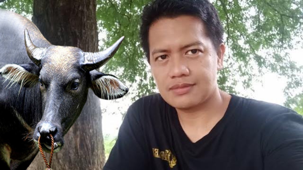 Old Style na Pagkakapon ng Kalabaw VS Bago With Nerve Blocking ~Veterinarian in the Philippines
