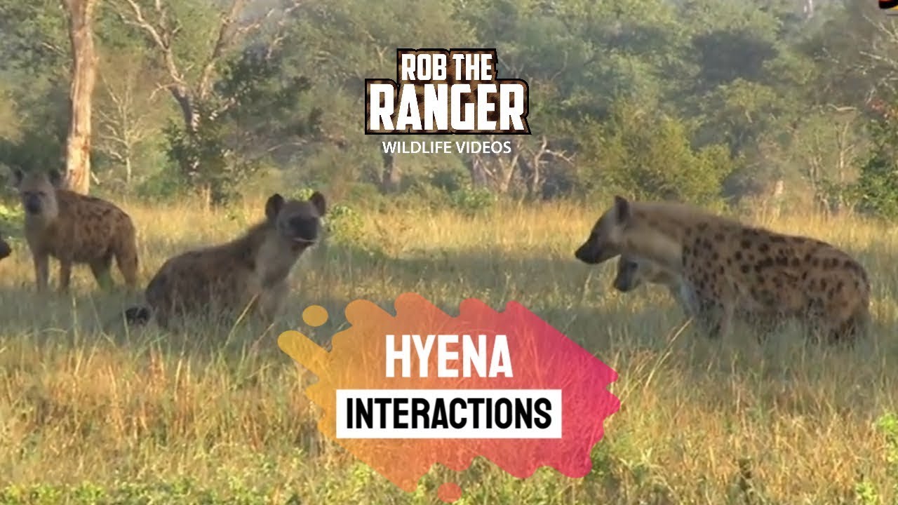 Hyena Interactions | African Wildlife On Safari