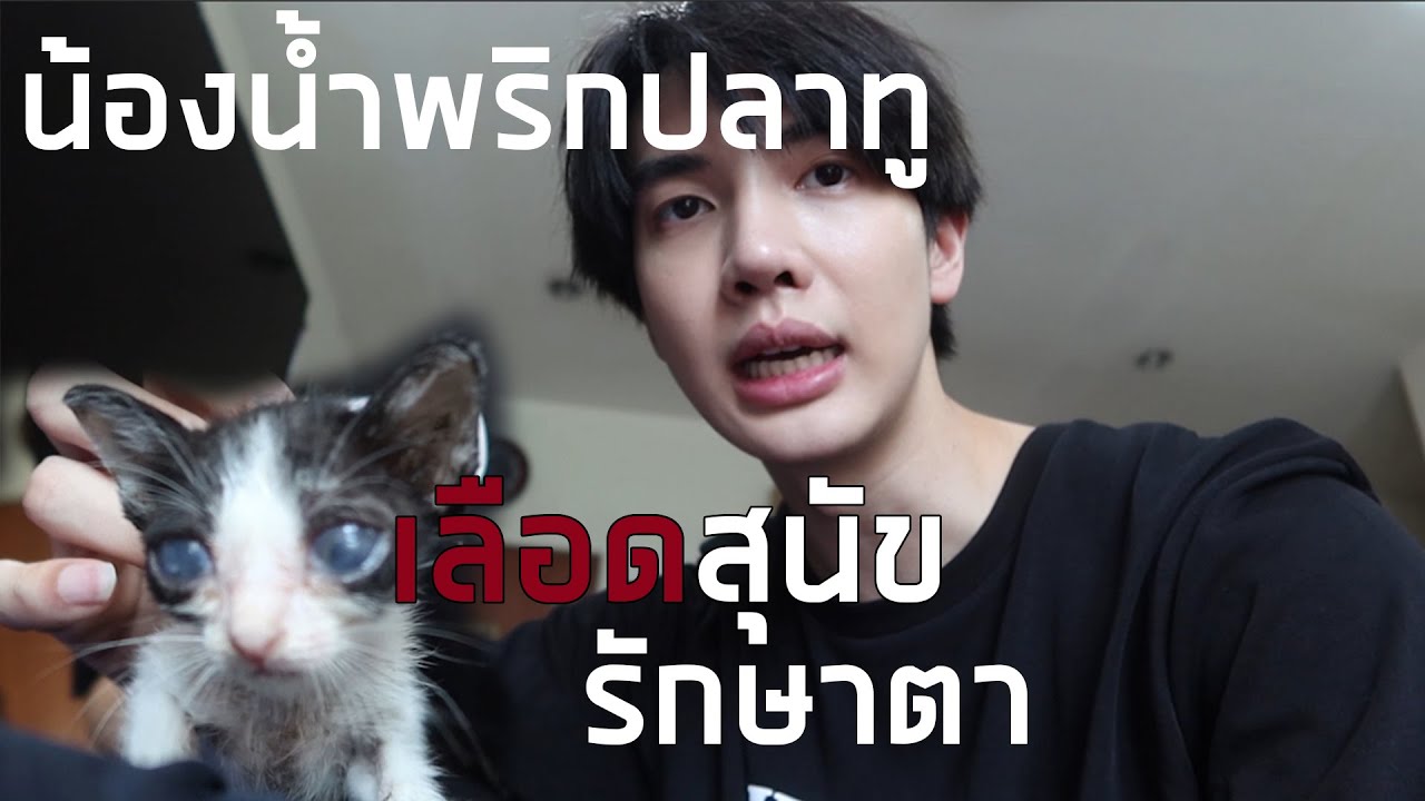 [น้องน้ำพริก&ปลาทู] เอาเลือดสุนัขมาหยอดตาน้องแมว เพื่อรักษาแผลในตา... | Zellfie