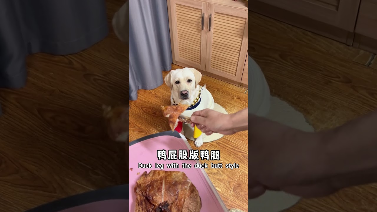 狗子：不是我挑食，是你太冒昧了！Doggo: I&rsquo;m not being picky&mdash;you&rsquo;re being way too rude!#搞笑汪驾到#萌寵#寵物#搞笑#拉布拉多 #doglover