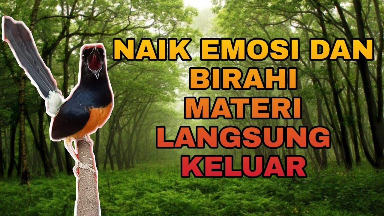 PANCINGAN MURAI BATU EFEKTIF NAIK EMOSI DAN BIRAHI, SEKETIKA BONGKAR MATERI
