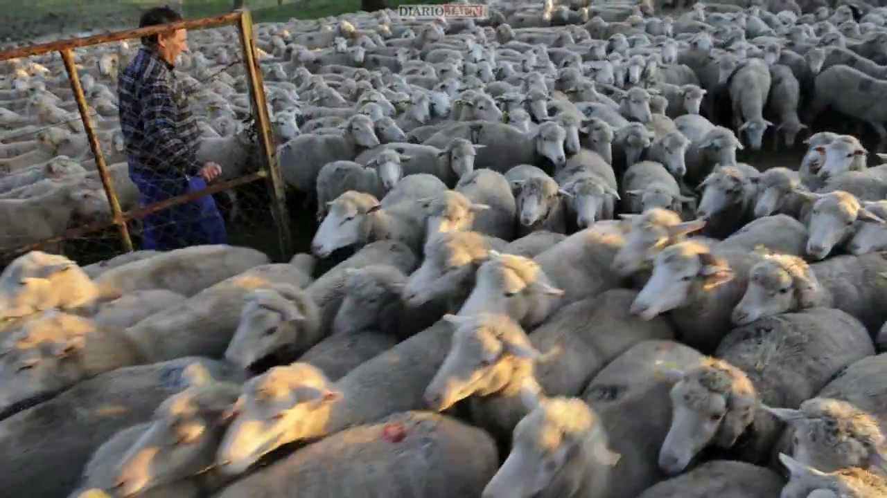 Trashumancia.avi