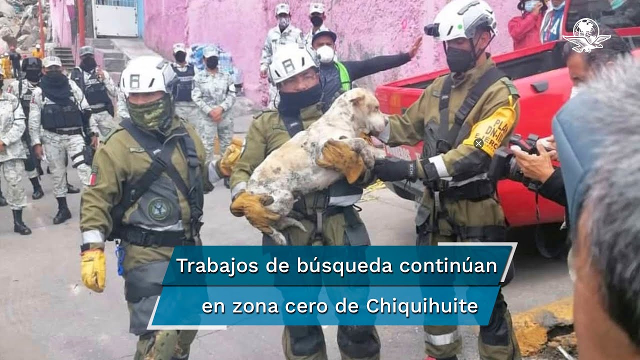 Rescatan perrito entre escombros de la “zona cero” del Cerro del Chiquihuite