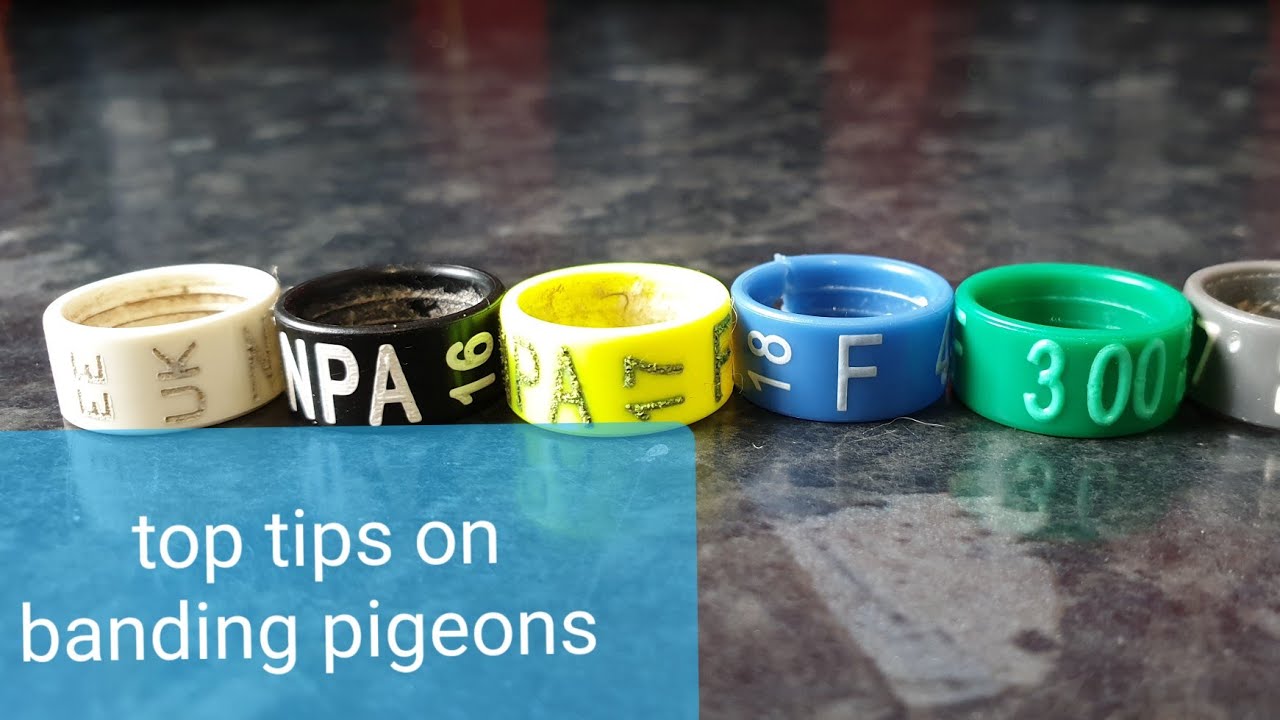 How to ring a Bokhara Trumpeter