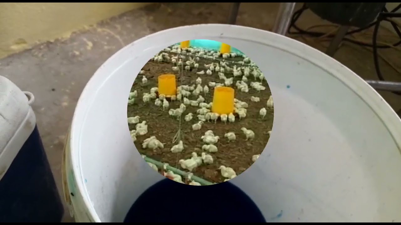 Como Vacunar en el agua de Bebida