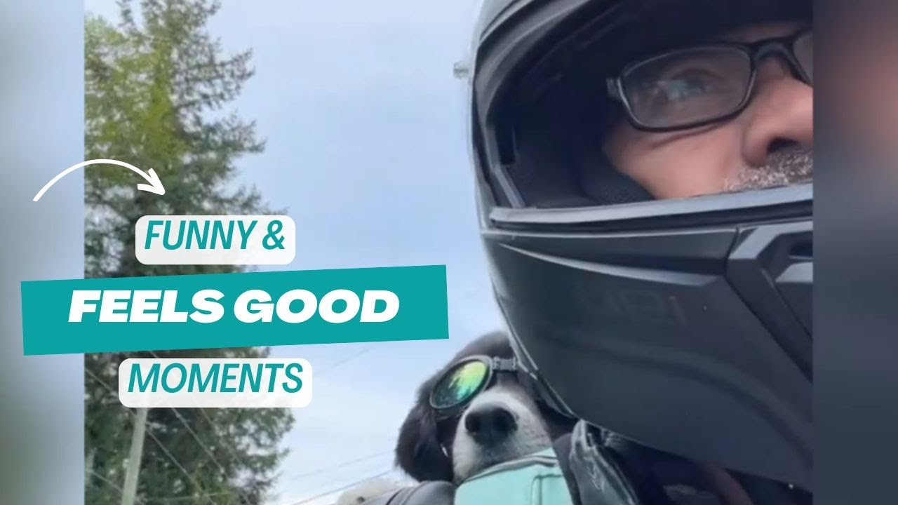 Funny and Feel-Good Videos | Heartsome