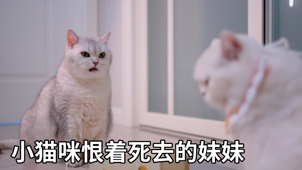小猫咪在幻想中，恨着死去的妹妹【七宝小圆子】