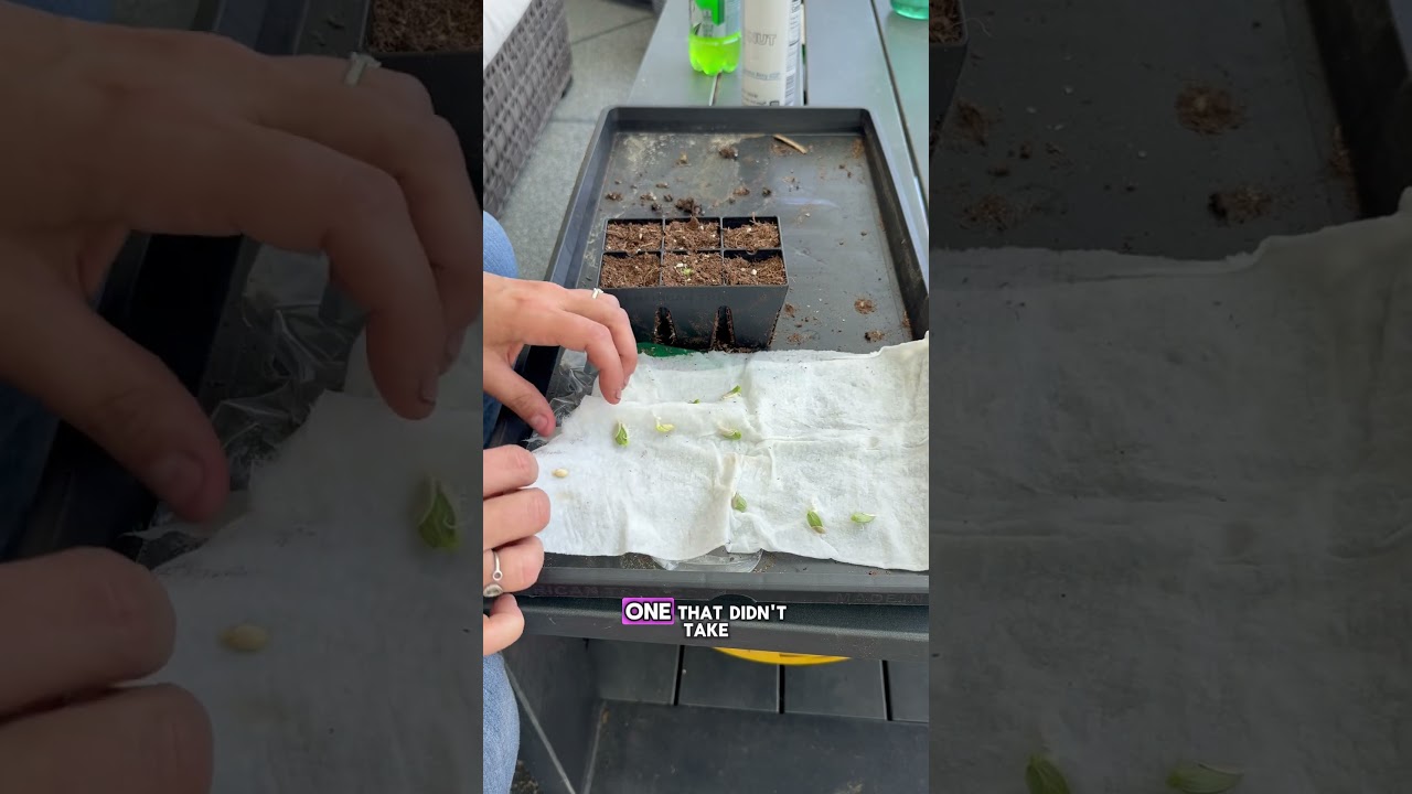 Germinate Stubborn Seeds with a Paper Towel