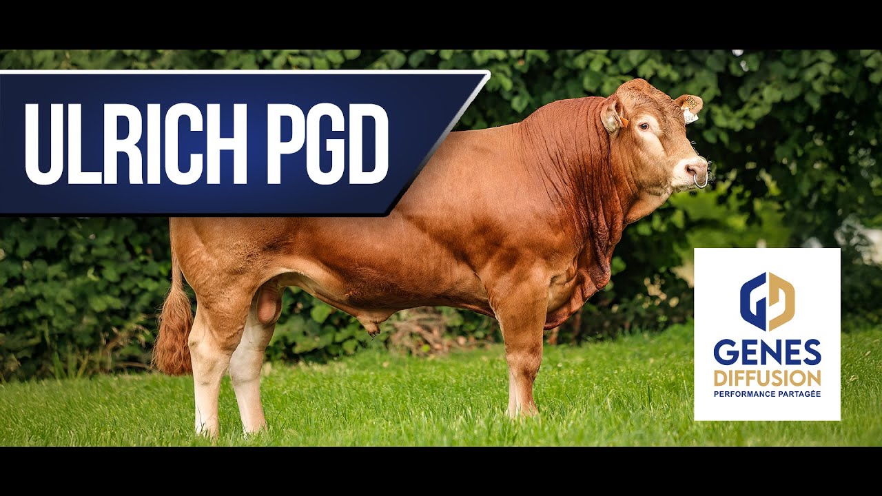 ULRICH PGD - Le sans cornes pour grandir vos performances