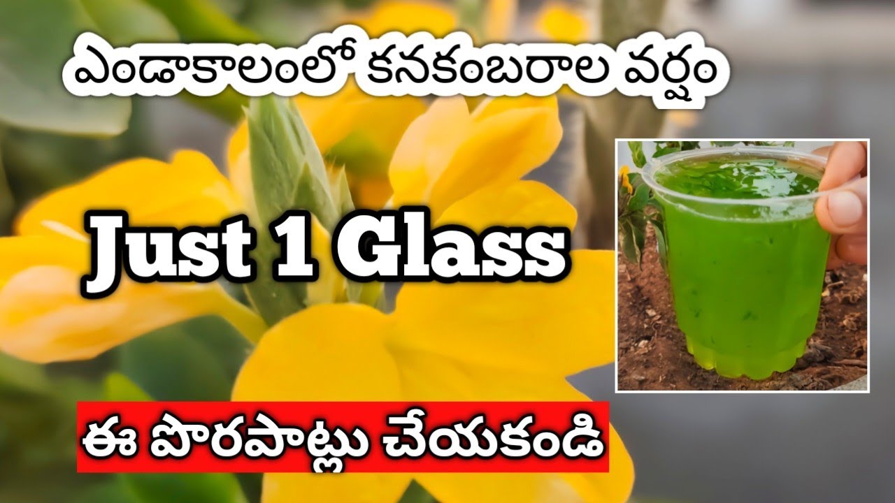 వేసవికాలంలో కనకంబరాల వర్షం #how |crossandra plant in summer #fertilizers #flowers @MokkalathoManam