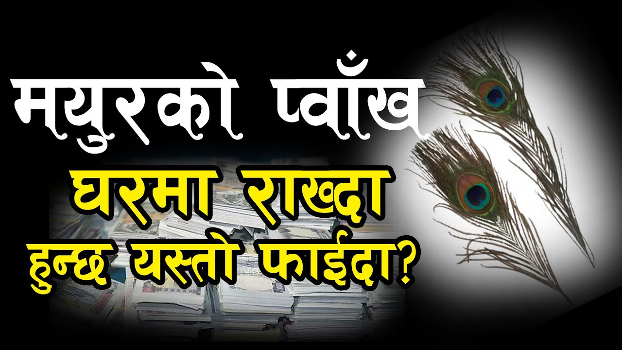 मयुरको प्वाँख घरमा राख्दा हुन्छ यस्तो फाईदा? Mayur