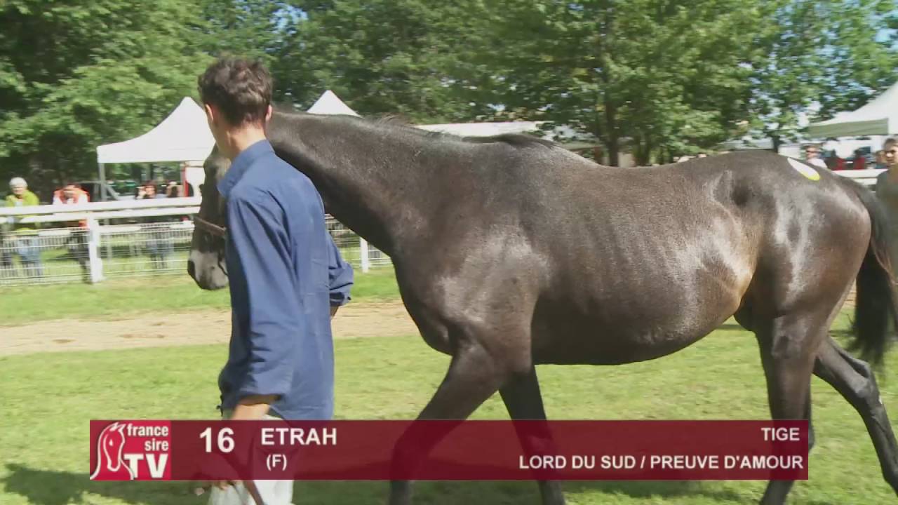 The Chaser Day Paray - 2016 - Lot 16 : Etrah