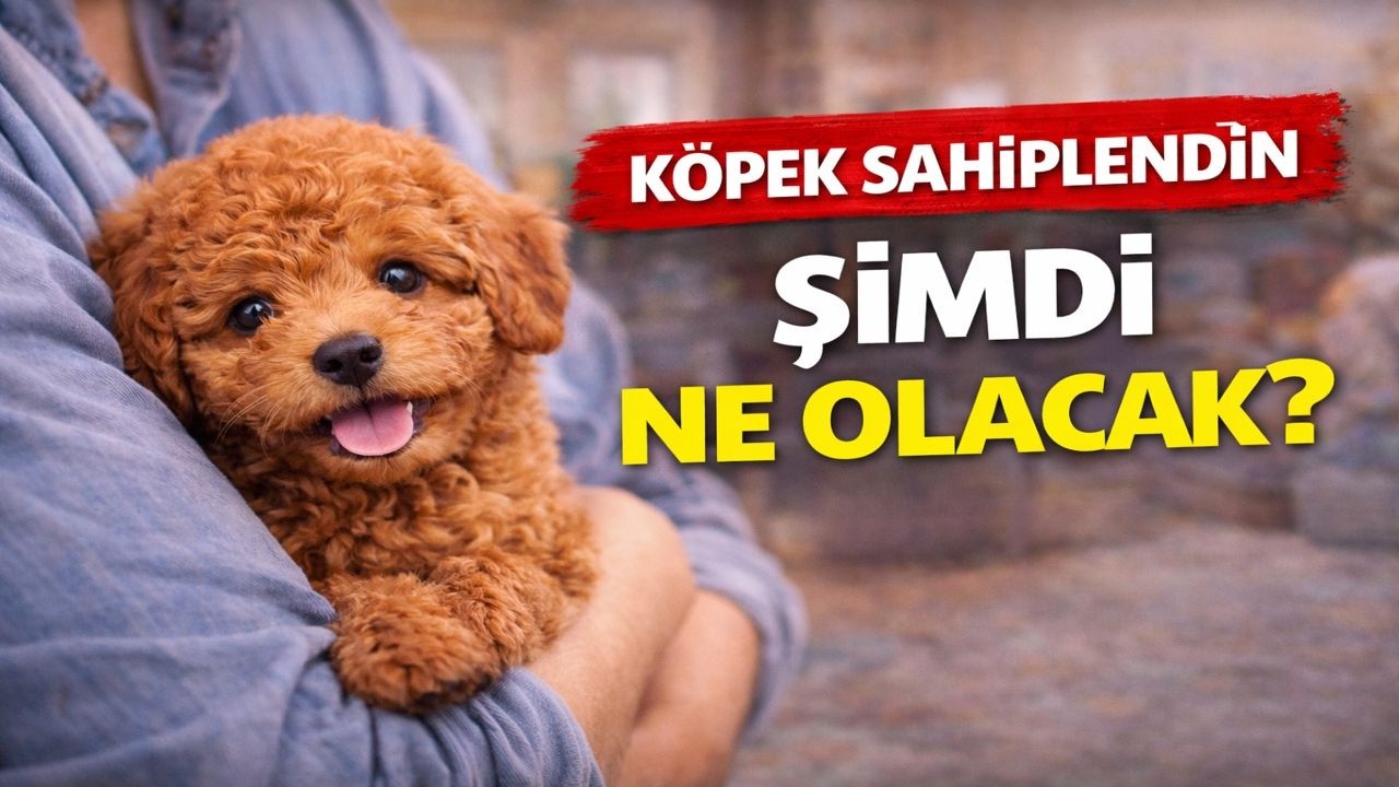 Köpek Sahiplendim: İlk Gün Ne Yapmalıyım? (Veterinerden Önemli Tavsiyeler)