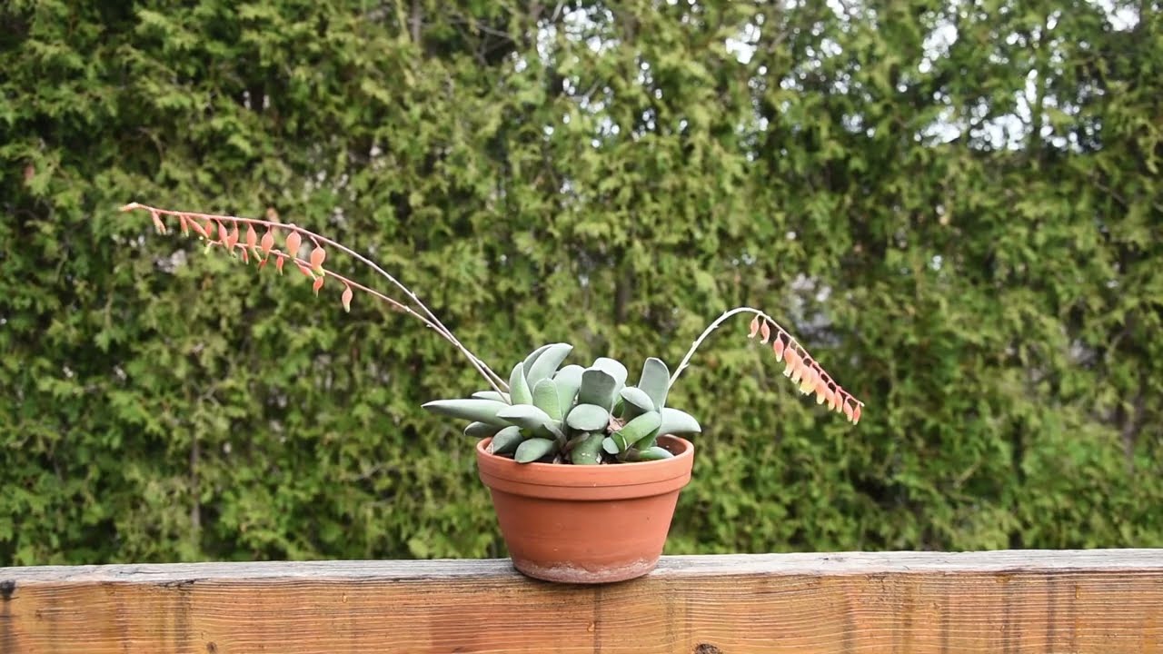 Gasteria glomerata care May 2022
