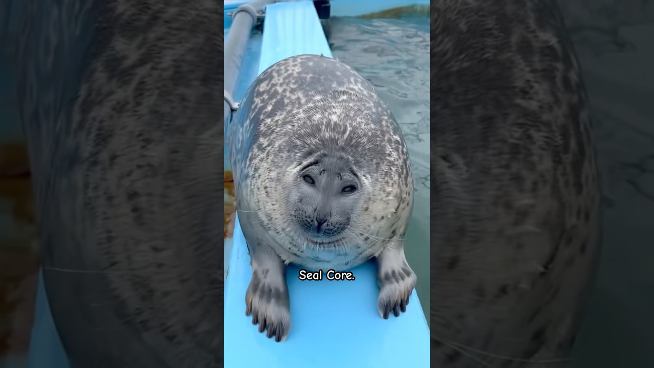 Seal Core 🦭🌊🐚