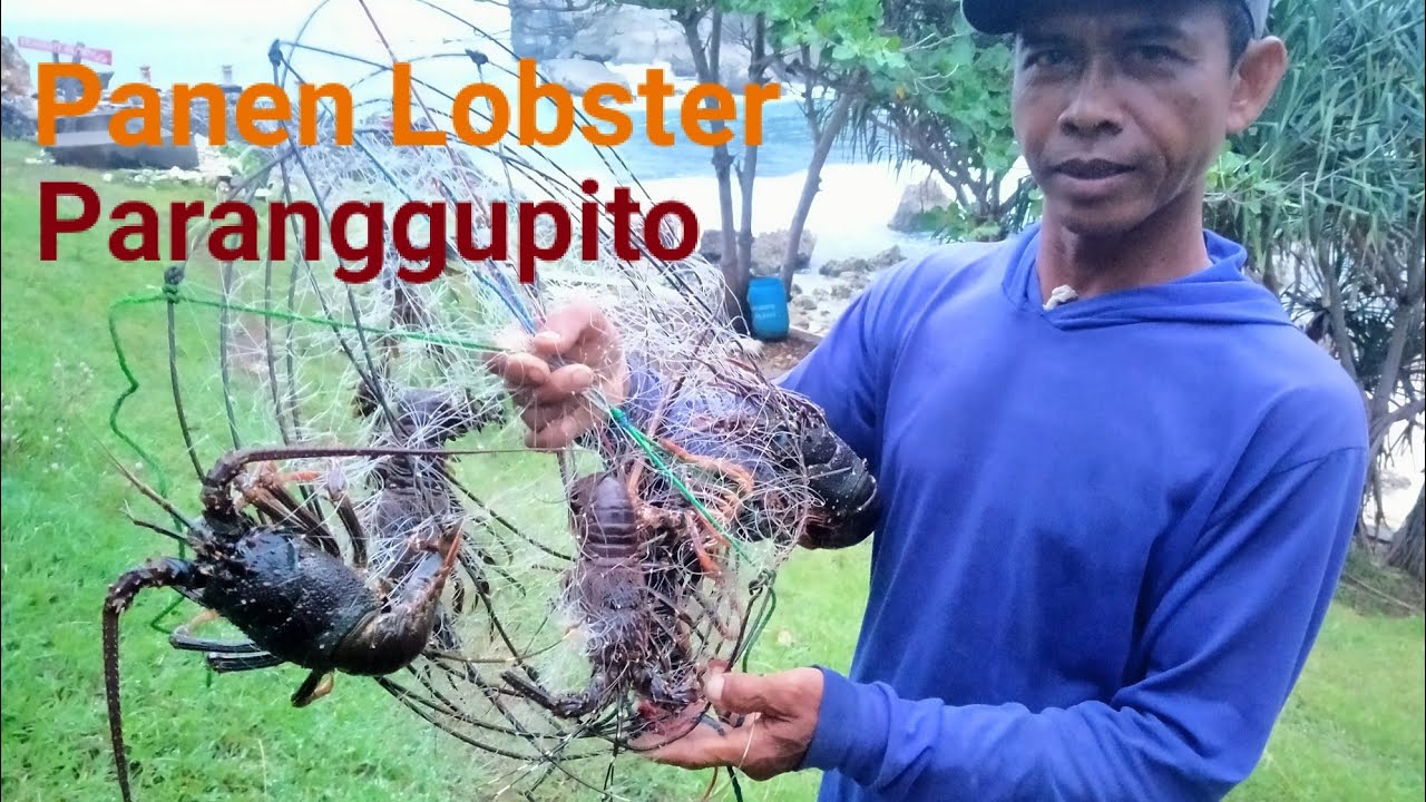 Cara Memancing Lobster. Panen Lobster di Pantai Paranggupito Wonogiri