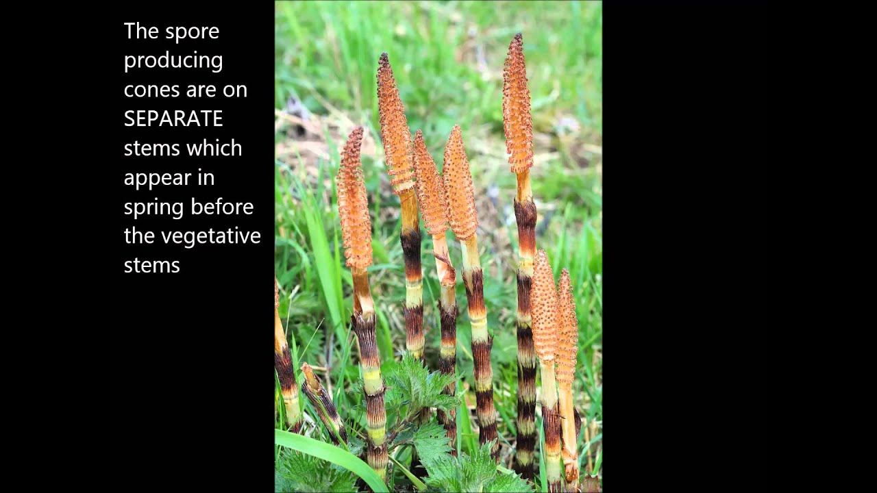 Great Horsetail